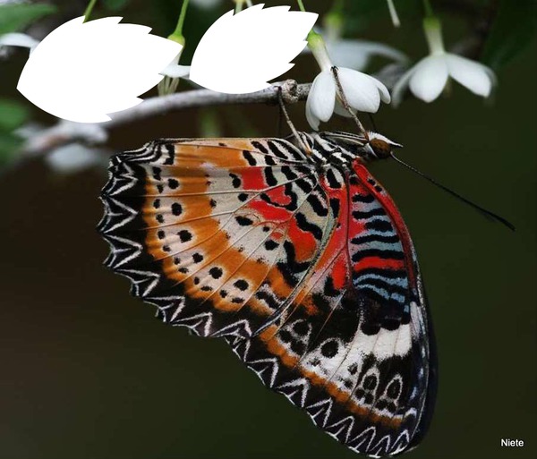 borboleta Fotomontagem