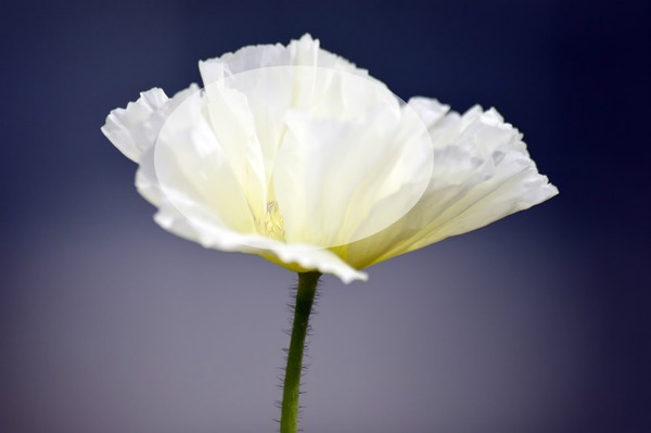 fleur Fotomontaż