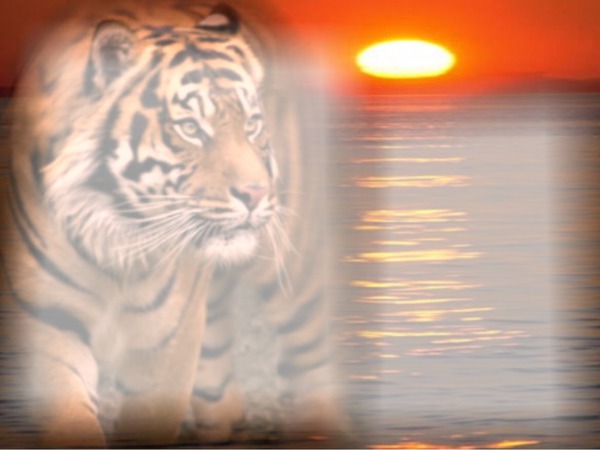 tigre Фотомонтажа