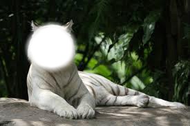tigre blanc Fotomontagem