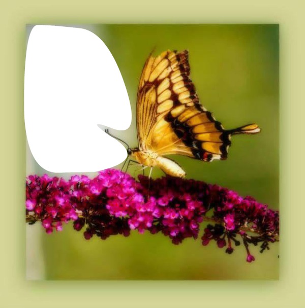 mi mariposa Fotomontasje
