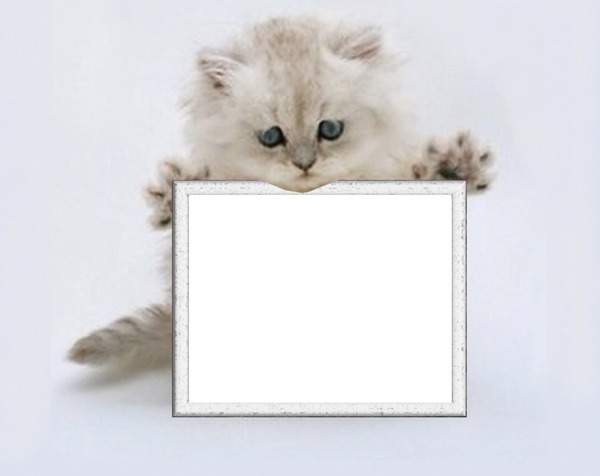 Kotě, rám Photomontage