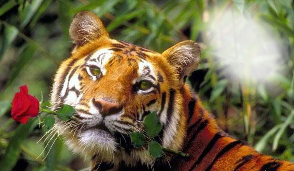 Álmodozó tigris Valokuvamontaasi