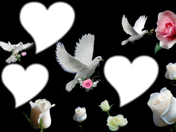 Jolie colombes Fotomontage