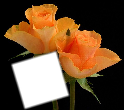 Roses orangée Fotomontage