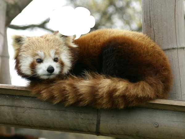 panda roux stp Fotomontažas