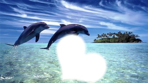 Delfini Fotomontaggio