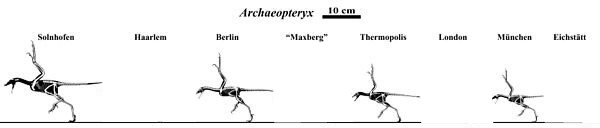escala de aves femenina Fotomontaža