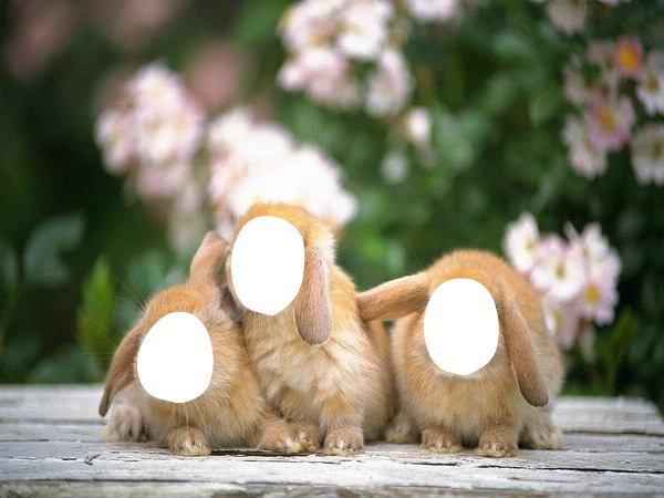 lapins Fotomontaggio