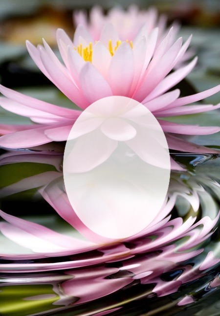 Cc Flor de loto Fotomontagem