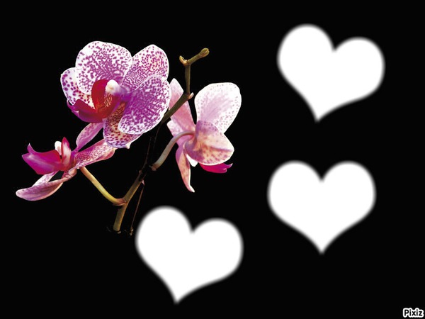 *3 coeurs pour une Orchidées* Montaje fotografico