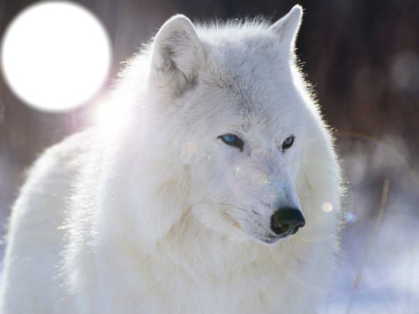 loup blanc Fotomontaža