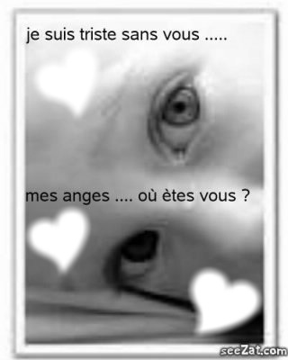 mes anges Montage photo