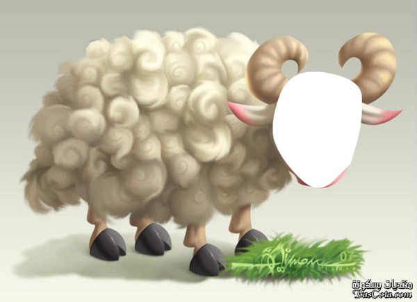 sheep Photomontage