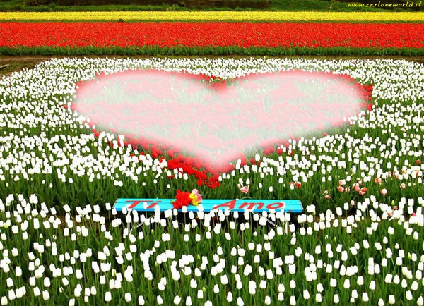 Campo fiorito con cuore Valokuvamontaasi