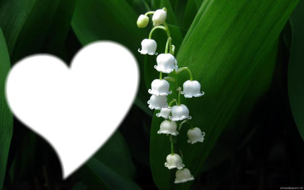 muguet du 1er mai Fotomontage