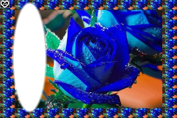 rose bleue Фотомонтаж