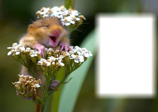 Animal heureux - sourire Montaje fotografico