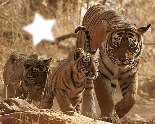 Bébés tigres et leur maman Fotomontagem