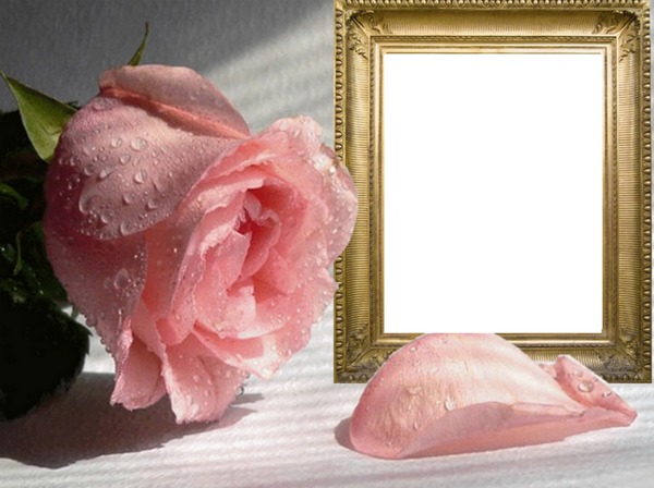 Narozeniny, přání k narozeninám, růže Photo frame effect