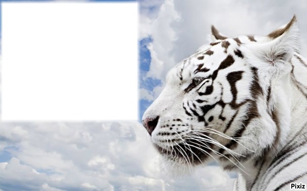 tigre blanc Φωτομοντάζ