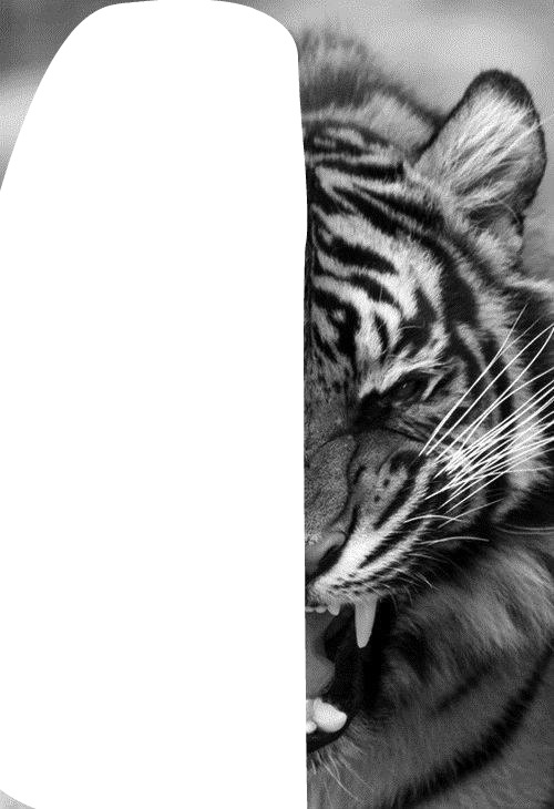 tigre moitier Fotomontagem