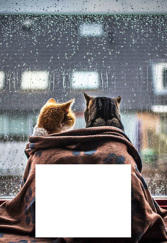 gatos en la lluvia Montaje fotografico
