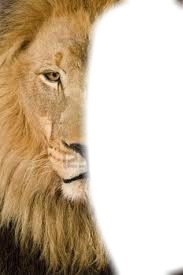 tête de lion Photomontage