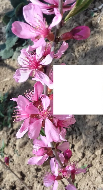 virág Fotomontāža
