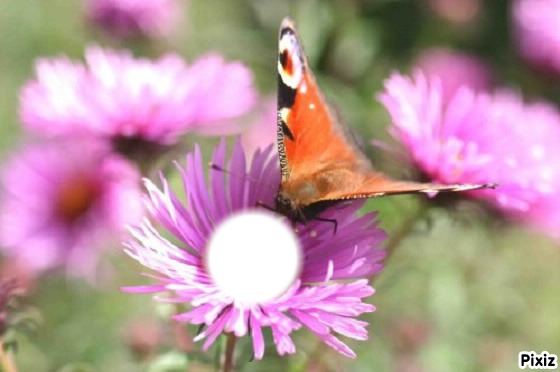 fleurs papillon Фотомонтаж
