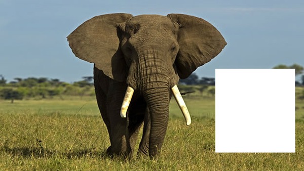 Elefante Montaje fotografico