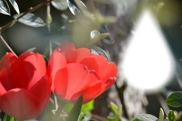 Tulipes Montaje fotografico