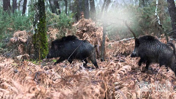 Chasse Photo Frame Effect | Pixiz