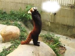 panda roux Montaje fotografico