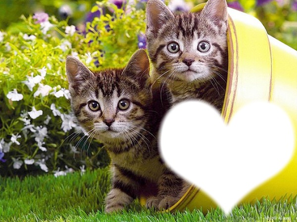 *Famille chatons* Montage photo