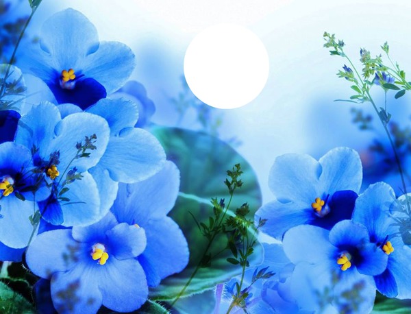 fleur bleue Photomontage