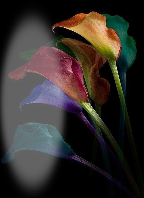 flower Fotomontage