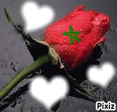maroc fleur Photomontage