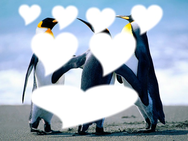 pingouin Montaje fotografico