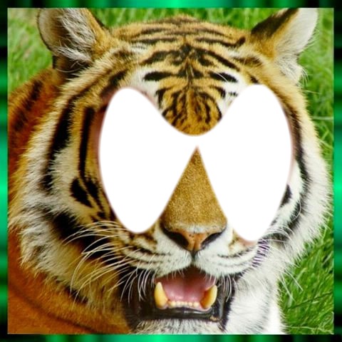 tigre 44 Fotomontaggio