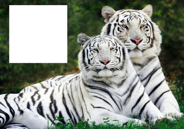Tigres Фотомонтаж