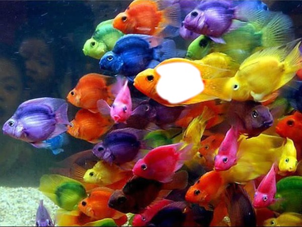 colour fish Fotomontáž