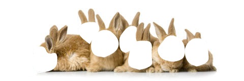 7 lapins Фотомонтажа