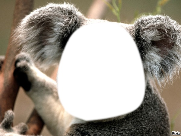 koala- cadre Fotomontagem
