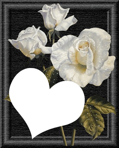 roses blanches laly Montage photo