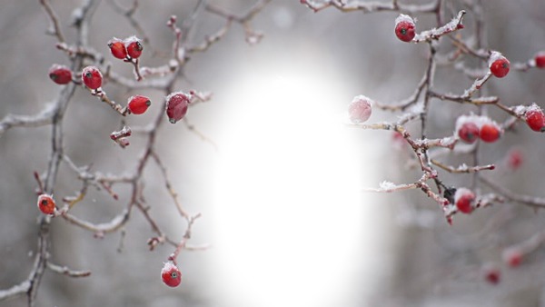 winter berries Photo frame effect