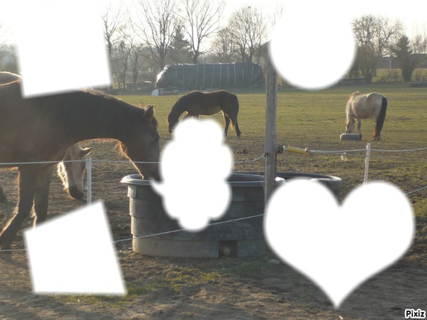 L'amour des chevaux Photo frame effect