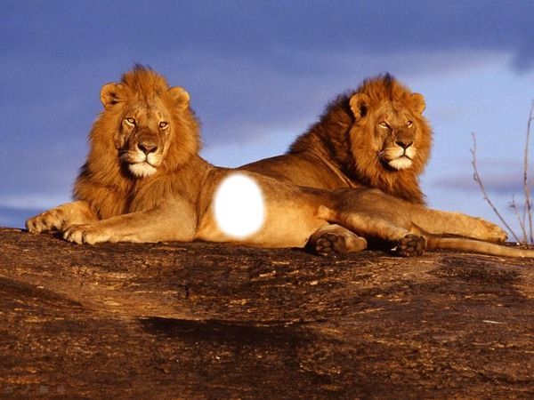 TROIS LIONS Fotomontasje