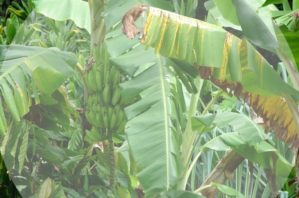 bananier Montaje fotografico