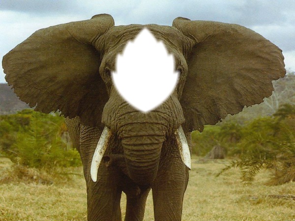 UN elephant Фотомонтаж